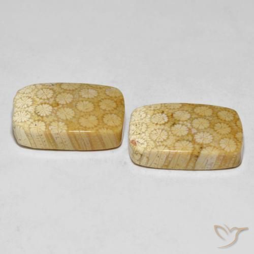 Fossil Coral Gemstones in 20.6 x 13.8 mm Size for Sale, Fossil Coral Stones in Multicolor Color