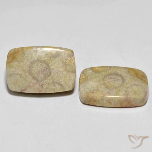 30.24 ctw Multicolor Fossil Coral Stones, Natural Fossil Coral in Cushion Cabochon Shape for Sale