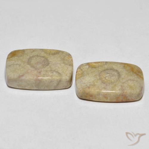 Fossil Coral Gemstones in 19.4 x 13.1 mm Size for Sale, Fossil Coral Stones in Multicolor Color