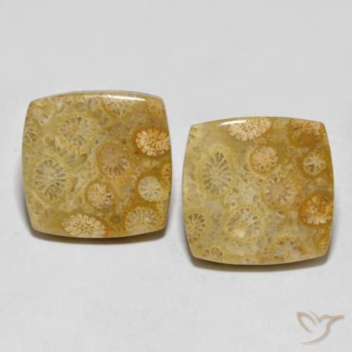 24.61 ctw Multicolor Fossil Coral Gemstones, Fossil Coral Gems in Cushion Cabochon Shape for Sale.