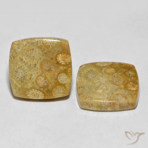 24.61 ctw Multicolor Fossil Coral Stones, Natural Fossil Coral in Cushion Cabochon Shape for Sale