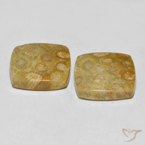 Fossil Coral Gemstones in 16 x 16 mm (calibrated) Size for Sale, Fossil Coral Stones in Multicolor Color