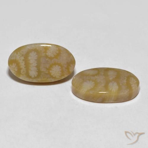 20.80 ctw Multicolor Fossil Coral Stones, Natural Fossil Coral in Oval Cabochon Shape for Sale