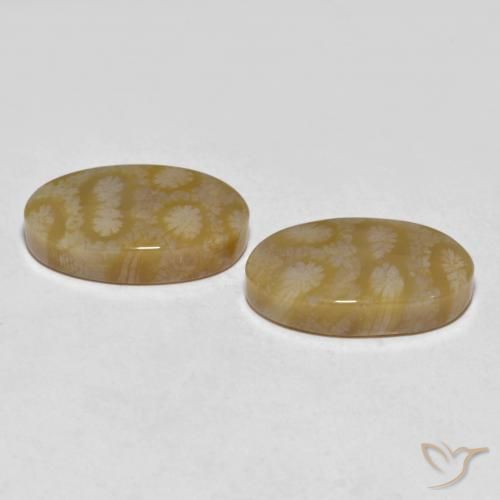 Fossil Coral Gemstones in 19.4 x 11.3 mm Size for Sale, Fossil Coral Stones in Multicolor Color