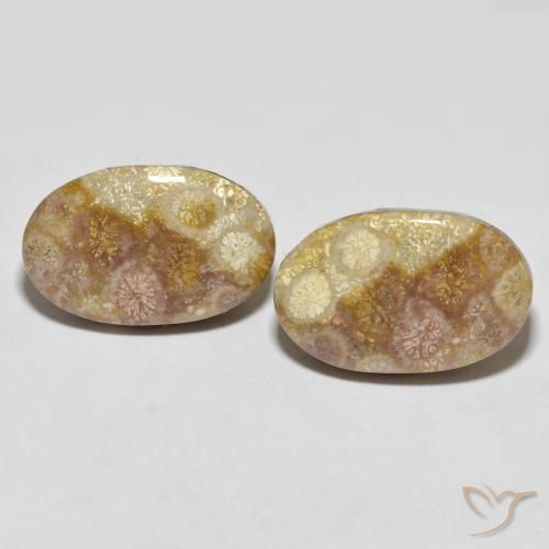 35.47 ct Oval Fossil Coral, 22.9 x 14.5 mm From Indonesia, Photo A