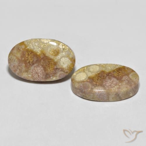 35.47 ctw Multicolor Fossil Coral Stones, Natural Fossil Coral in Oval Cabochon Shape for Sale
