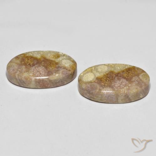 Fossil Coral Gemstones in 22.9 x 14.5 mm Size for Sale, Fossil Coral Stones in Multicolor Color