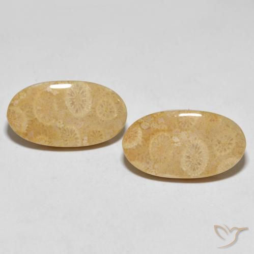 27.45 ct Oval Fossil Coral, 23.2 x 12.8 mm From Indonesia, Photo A