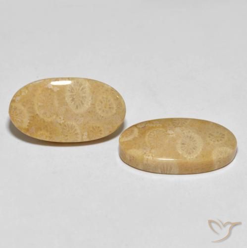 27.45 ctw Multicolor Fossil Coral Stones, Natural Fossil Coral in Oval Cabochon Shape for Sale