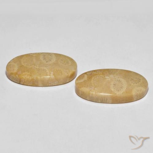 Fossil Coral Gemstones in 23.2 x 12.8 mm Size for Sale, Fossil Coral Stones in Multicolor Color