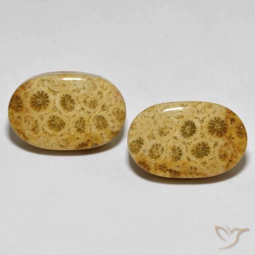 29.82 ct Oval Fossil Coral, 20.3 x 13 mm From Indonesia, Photo A