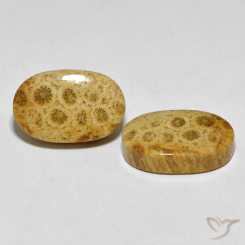 29.82 ctw Multicolor Fossil Coral Stones, Natural Fossil Coral in Oval Cabochon Shape for Sale