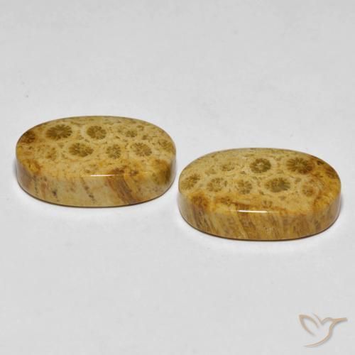 Fossil Coral Gemstones in 20.3 x 13 mm Size for Sale, Fossil Coral Stones in Multicolor Color