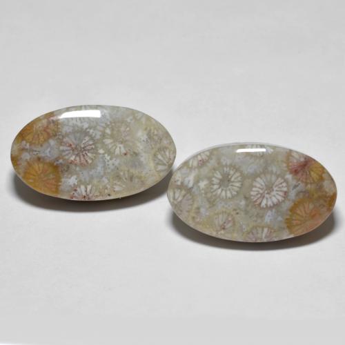 Multicolor Fossil Coral Gem - 9.7ct Oval Cabochon (ID: 605808)