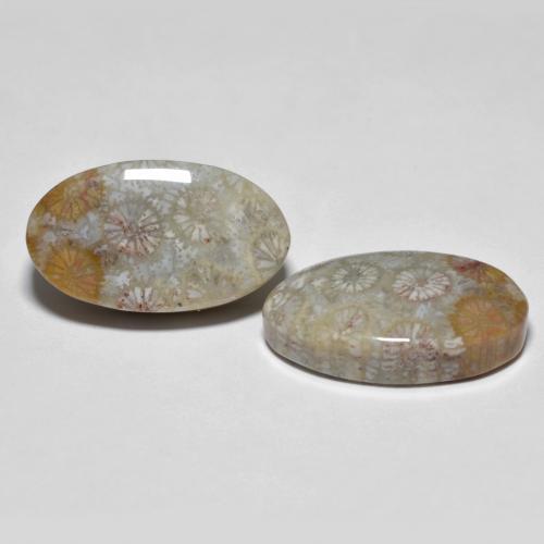 19.47 ctw Multicolor Fossil Coral Stones, Natural Fossil Coral in Oval Cabochon Shape for Sale