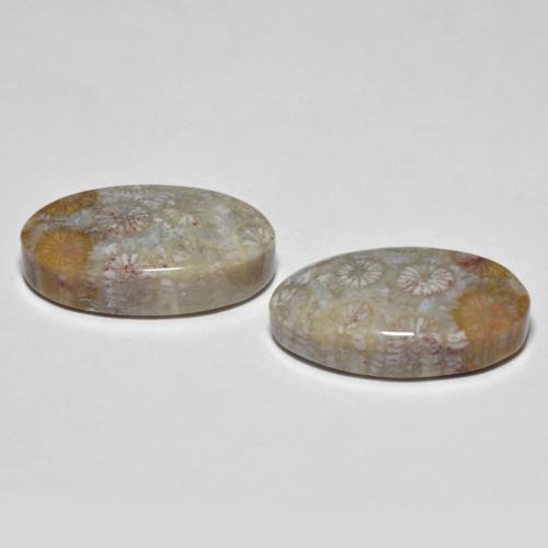Fossil Coral Gemstones in 19 x 11 mm Size for Sale, Fossil Coral Stones in Multicolor Color