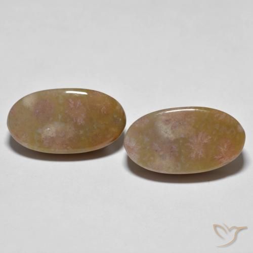 16.71ctw Natural Multicolor Fossil Coral, Oval, Opaque