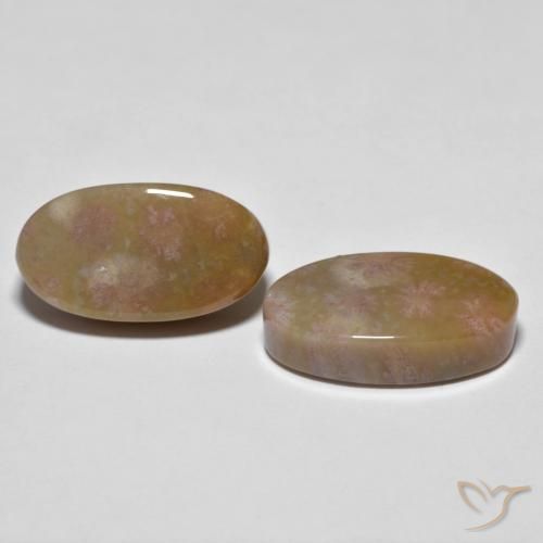 16.71 ctw Multicolor Fossil Coral Stones, Natural Fossil Coral in Oval Cabochon Shape for Sale