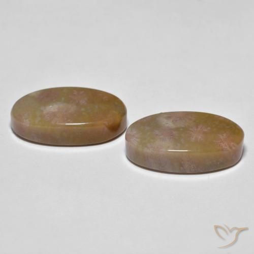 Fossil Coral Gemstones in 17.7 x 9.7 mm Size for Sale, Fossil Coral Stones in Multicolor Color