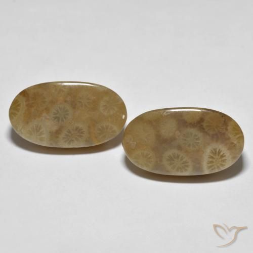 22.01ctw Natural Multicolor Fossil Coral, Oval, Opaque