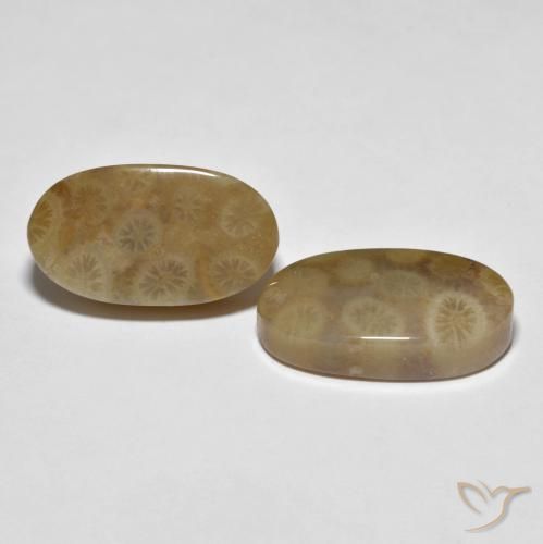 22.01 ctw Multicolor Fossil Coral Stones, Natural Fossil Coral in Oval Cabochon Shape for Sale