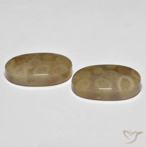 Fossil Coral Gemstones in 20.1 x 11.2 mm Size for Sale, Fossil Coral Stones in Multicolor Color