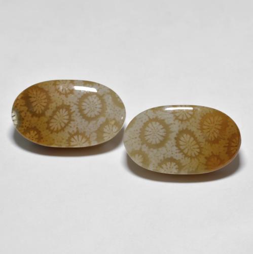 Multicolor Fossil Coral Gem - 14.8ct Oval Cabochon (ID: 605811)