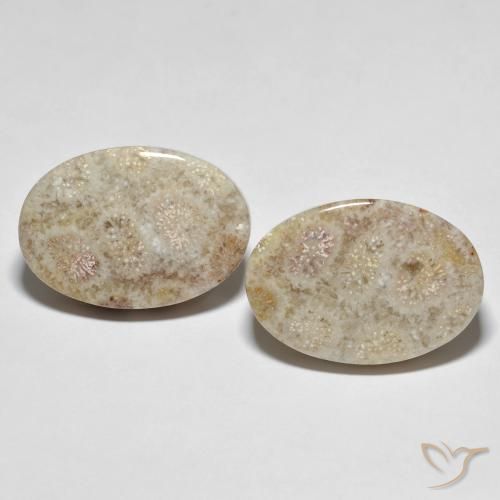 35.42ctw Natural Multicolor Fossil Coral, Oval, Opaque