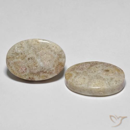 35.42 ctw Multicolor Fossil Coral Stones, Natural Fossil Coral in Oval Cabochon Shape for Sale