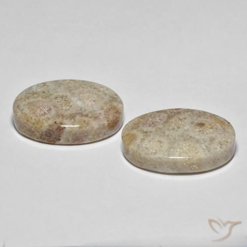 Fossil Coral Gemstones in 21.8 x 15.2 mm Size for Sale, Fossil Coral Stones in Multicolor Color