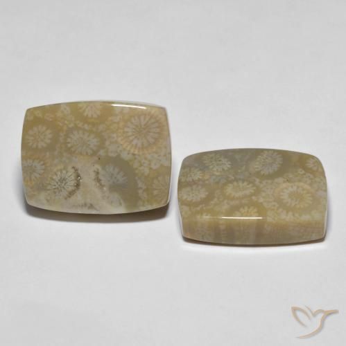 30.23 ctw Multicolor Fossil Coral Stones, Natural Fossil Coral in Cushion Cabochon Shape for Sale