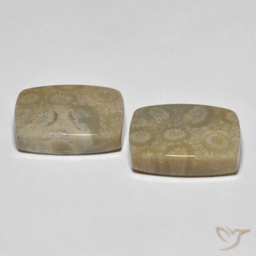 Fossil Coral Gemstones in 18.3 x 13.9 mm Size for Sale, Fossil Coral Stones in Multicolor Color