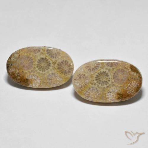 Par de Coral Fósil Ovalada a juego de 21,3 x 13,1mm - Peso 26,38 ct en total / promedio. 13,19 ct cada uno, piedra preciosa natural No tratado, color Multicolor con claridad Opaco, dureza Mohs 6.5 - 7 Adecuado para joyas de uso diario, Photo A