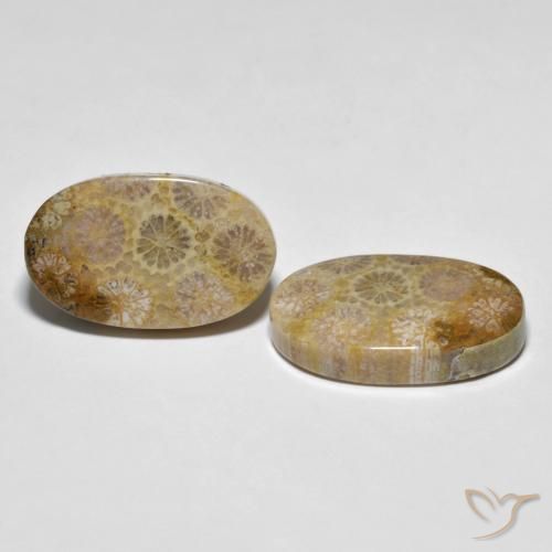 26.38 ctw Multicolor Fossil Coral Stones, Natural Fossil Coral in Oval Cabochon Shape for Sale