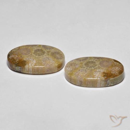 Fossil Coral Gemstones in 21.3 x 13.1 mm Size for Sale, Fossil Coral Stones in Multicolor Color