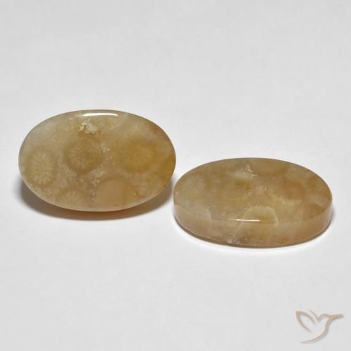 22.89 ctw Multicolor Fossil Coral Stones, Natural Fossil Coral in Oval Cabochon Shape for Sale