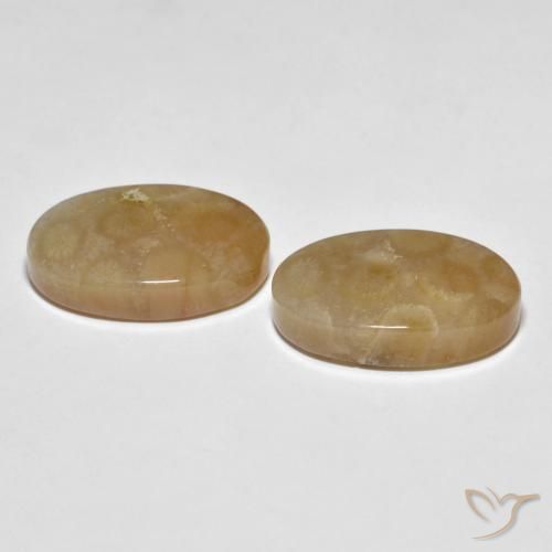 Fossil Coral Gemstones in 19.3 x 12.5 mm Size for Sale, Fossil Coral Stones in Multicolor Color