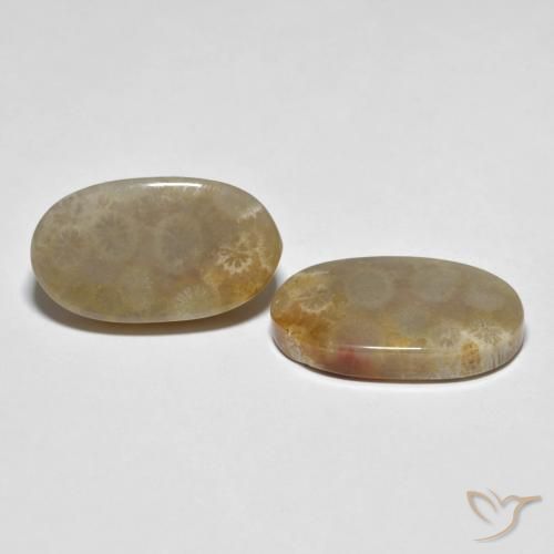 21.87 ctw Multicolor Fossil Coral Stones, Natural Fossil Coral in Oval Cabochon Shape for Sale