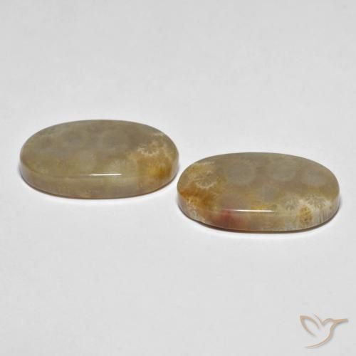 Fossil Coral Gemstones in 20.7 x 11.9 mm Size for Sale, Fossil Coral Stones in Multicolor Color