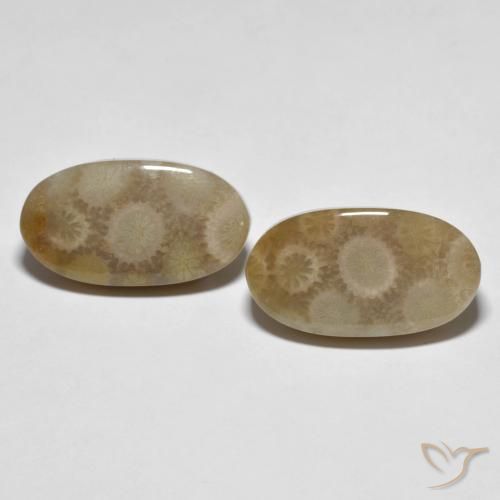 22.28ctw Natural Multicolor Fossil Coral, Oval, Opaque