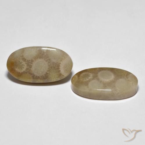 22.28 ctw Multicolor Fossil Coral Stones, Natural Fossil Coral in Oval Cabochon Shape for Sale