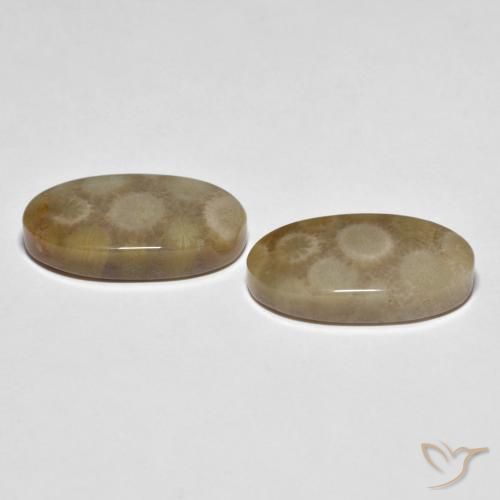 Fossil Coral Gemstones in 20.7 x 11.4 mm Size for Sale, Fossil Coral Stones in Multicolor Color