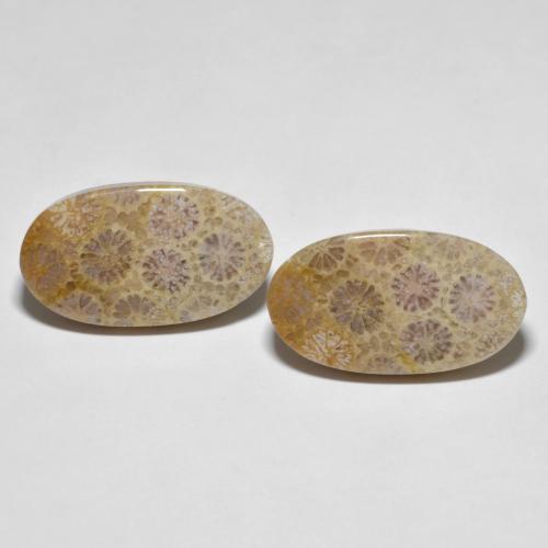 Multicolor Fossil Coral Gem - 11.2ct Oval Cabochon (ID: 605818)