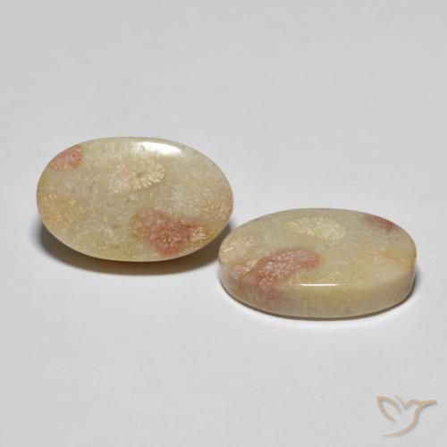 23.37 ctw Multicolor Fossil Coral Stones, Natural Fossil Coral in Oval Cabochon Shape for Sale