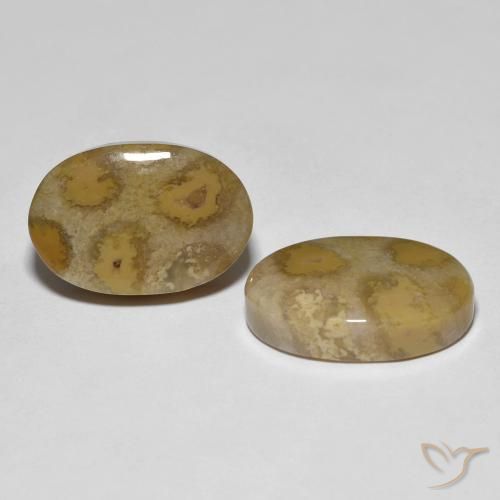 21.52 ctw Multicolor Fossil Coral Stones, Natural Fossil Coral in Oval Cabochon Shape for Sale
