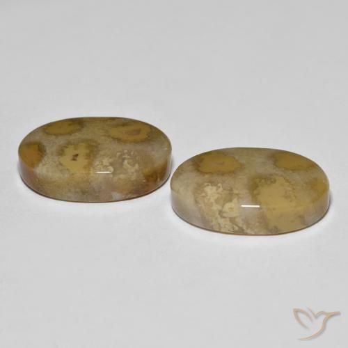 Fossil Coral Gemstones in 18.4 x 12.2 mm Size for Sale, Fossil Coral Stones in Multicolor Color