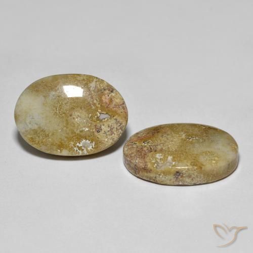 16.68 ctw Multicolor Fossil Coral Stones, Natural Fossil Coral in Oval Cabochon Shape for Sale