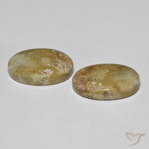 Fossil Coral Gemstones in 18 x 13 mm (calibrated) Size for Sale, Fossil Coral Stones in Multicolor Color