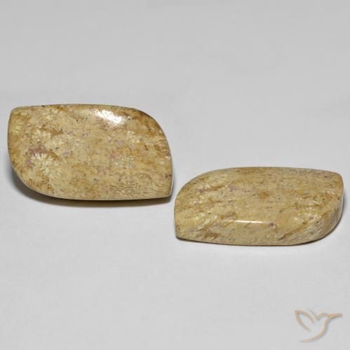27.38 ctw Multicolor Fossil Coral Stones, Natural Fossil Coral in Fancy Cabochon Shape for Sale