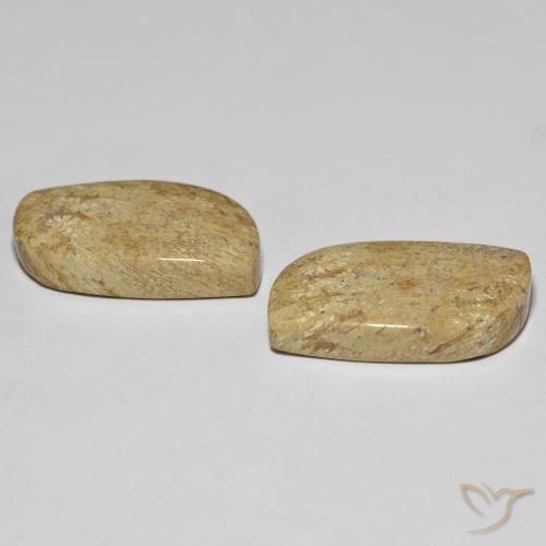 Fossil Coral Gemstones in 22.8 x 13.2 mm Size for Sale, Fossil Coral Stones in Multicolor Color